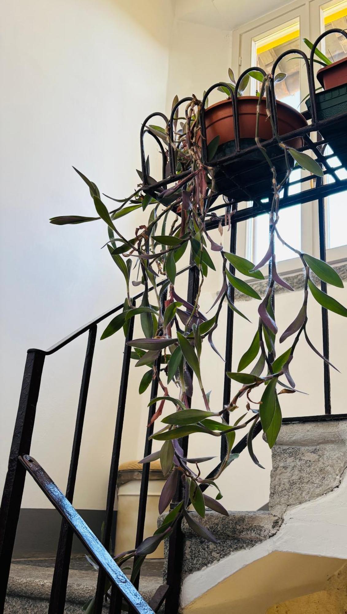 Casa Amata Appartement Lecco Buitenkant foto